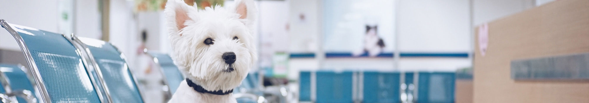 Dog waiting in veterinary surgery