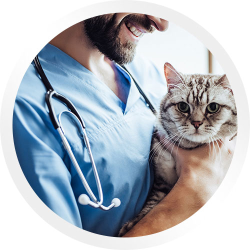 Vet holding cat